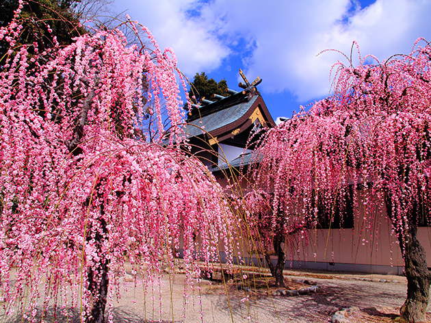 結城神社（イメージ）