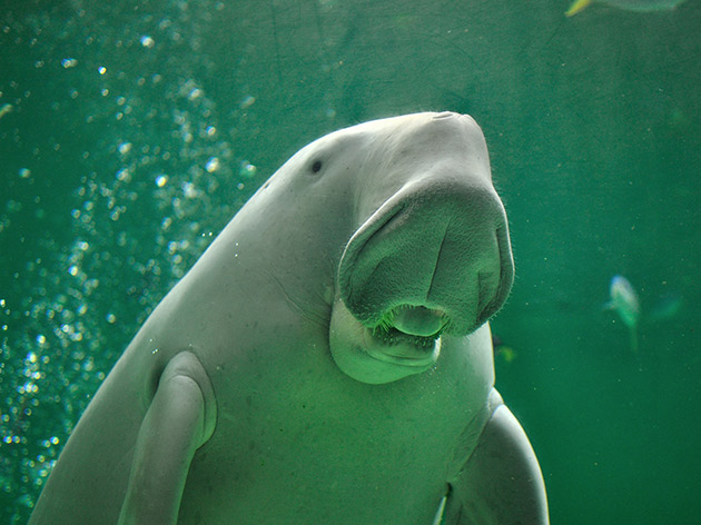 [1/23発]鳥羽水族館 ジュゴン（イメージ）