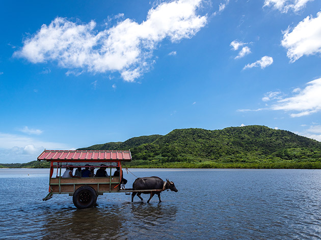 由布島の水牛車（イメージ）