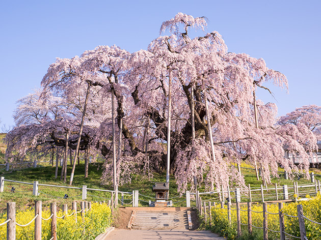 三春滝桜-（イメージ）