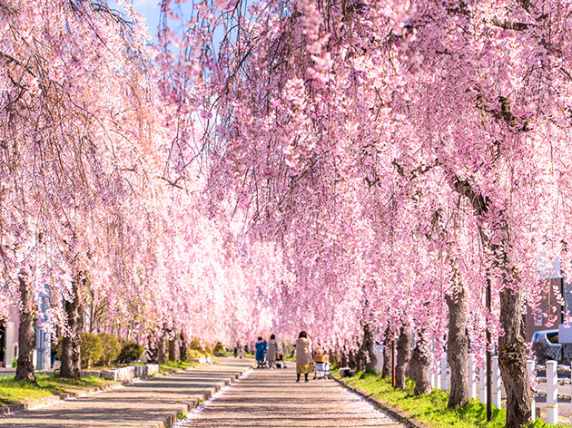 喜多方日中線しだれ桜(イメージ)