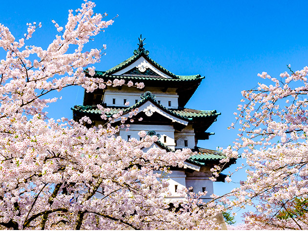 弘前公園の桜（イメージ）