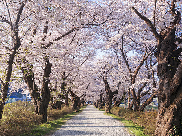 北上市立公園展勝地-（イメージ）