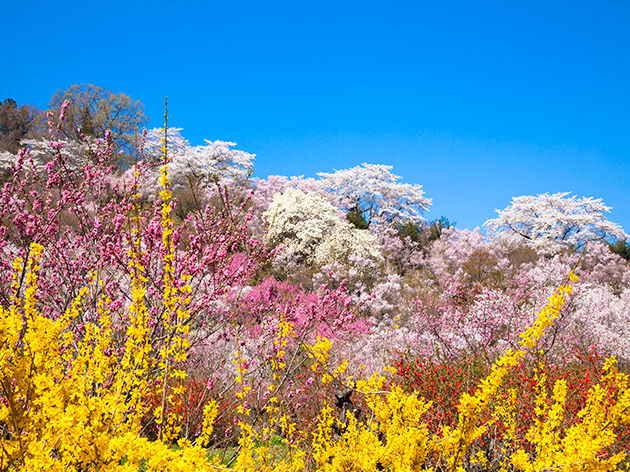 花見山公園-（イメージ）