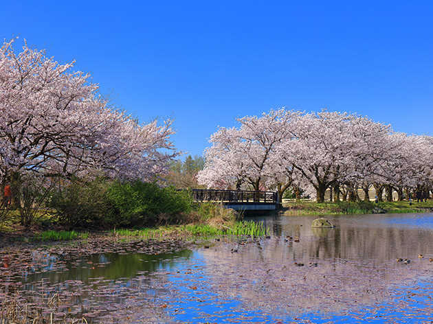 富山県中央植物園（イメージ）