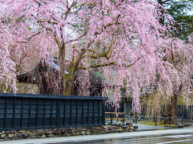 角館の桜　武家屋敷通り（イメージ）