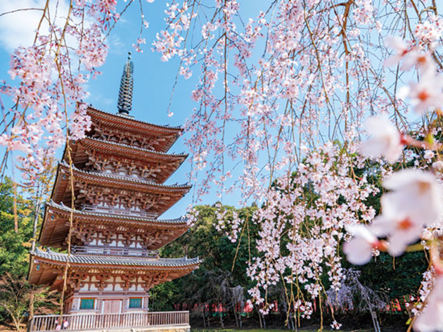 醍醐寺(イメージ)