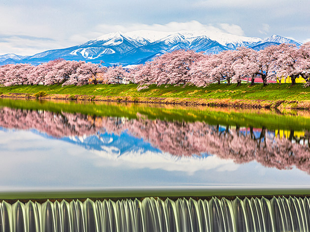 白石川堤一目千本桜(イメージ)